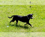 Small #2 Dachshund Mix