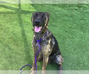 German Shepherd Dog Dogs for adoption in Orange, CA, USA