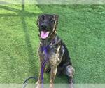 Small German Shepherd Dog