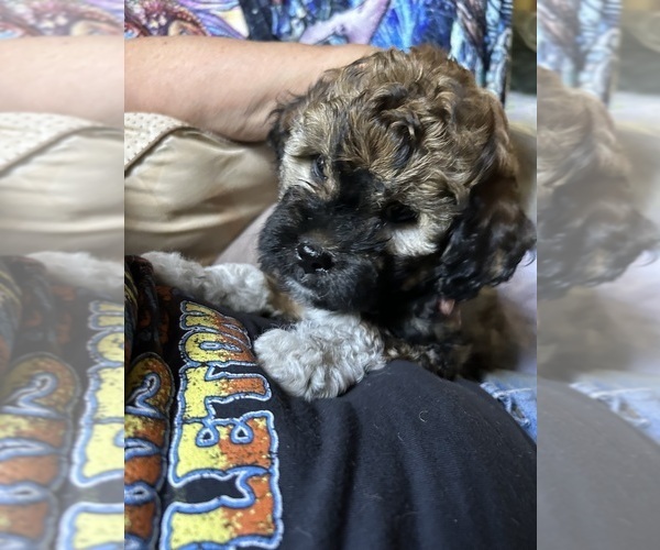Medium Photo #13 Poodle (Miniature)-Shih-Poo Mix Puppy For Sale in SOUTH HAVEN, MI, USA