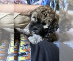 Small #12 Poodle (Miniature)-Shih-Poo Mix