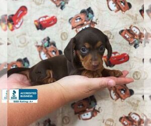 Dachshund Puppy for sale in WINNSBORO, LA, USA