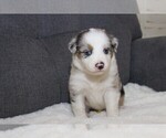 Puppy 8 Australian Shepherd