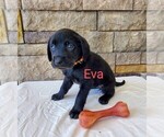 Puppy Eva AKC ENG Labrador Retriever