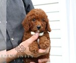 Small #2 Goldendoodle (Miniature)