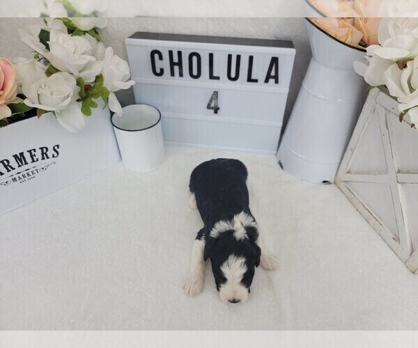 Medium Photo #4 Aussiedoodle Miniature  Puppy For Sale in COLLEGE STA, TX, USA