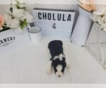 Small Photo #4 Aussiedoodle Miniature  Puppy For Sale in COLLEGE STA, TX, USA