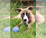 Small #4 American Staffordshire Terrier Mix