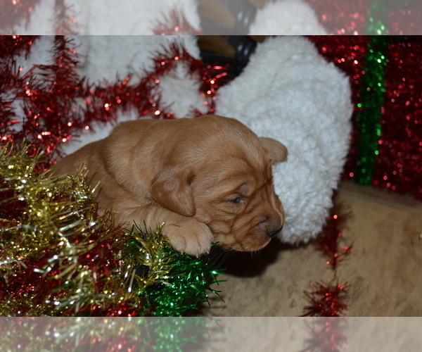 Medium Photo #22 Golden Retriever Puppy For Sale in GREENWOOD, WI, USA