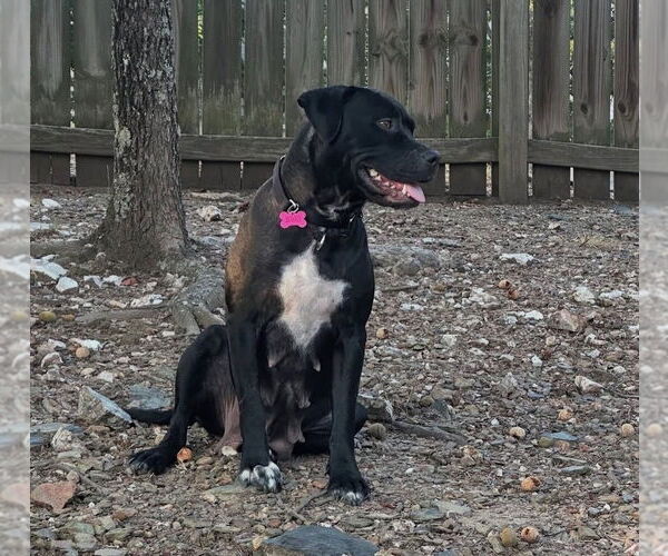 Medium Photo #3 Mutt Puppy For Sale in Boston, MA, USA