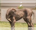 Small Photo #3 Great Dane Puppy For Sale in SYRACUSE, IN, USA