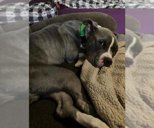 American Pit Bull Terrier Dogs for adoption in Denver, CO, USA