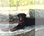 Small #6 Labrador Retriever Mix