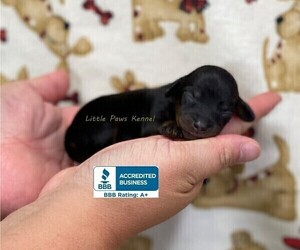 Dachshund Puppy for sale in WINNSBORO, LA, USA