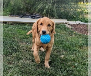 Golden Retriever Puppy for sale in NEW PROVIDENCE, PA, USA