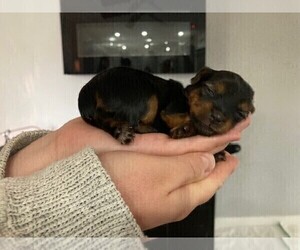 Yorkshire Terrier Puppy for sale in MOUNT PLEASANT, PA, USA