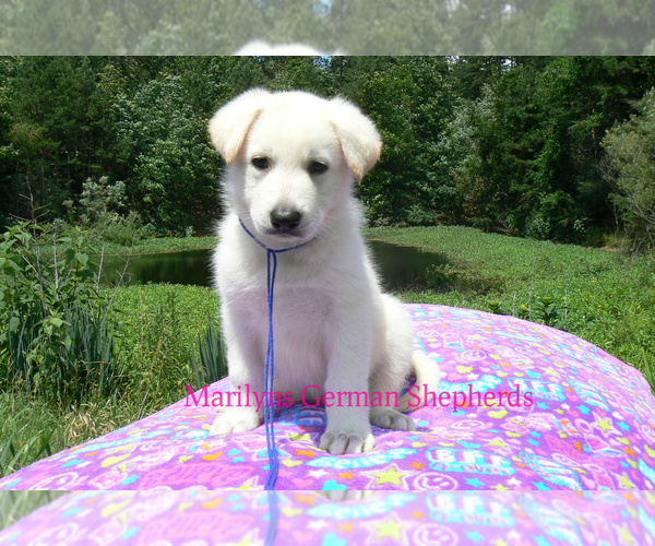 Medium Photo #5 German Shepherd Dog Puppy For Sale in PIEDMONT, MO, USA