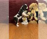 Small #2 Cavalier King Charles Spaniel