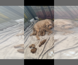 Goldendoodle (Miniature) Litter for sale in DORCHESTER, MA, USA