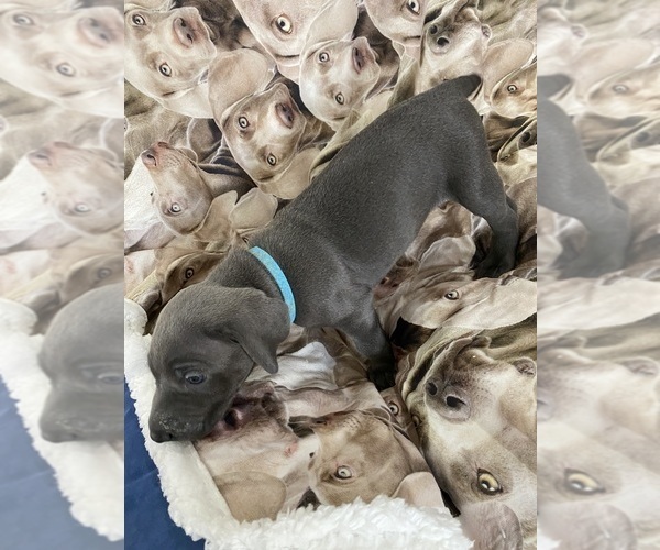 Medium Photo #2 Weimaraner Puppy For Sale in NEWPORT NEWS, VA, USA