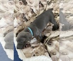 Small #1 Weimaraner