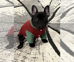 Small #6 French Bulldog