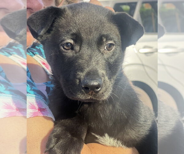 Medium Photo #1 Labrador Retriever-Unknown Mix Puppy For Sale in Dana Point, CA, USA
