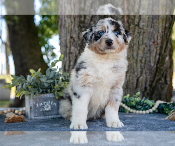 Medium Photo #19 Australian Shepherd Puppy For Sale in CHRISTIANA, PA, USA