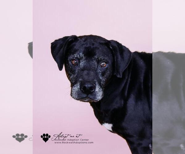 Medium Photo #13 Mutt Puppy For Sale in Rockwall, TX, USA