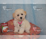 Small Photo #4 Poodle (Toy) Puppy For Sale in SANGER, TX, USA