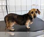 Small Beagle Mix
