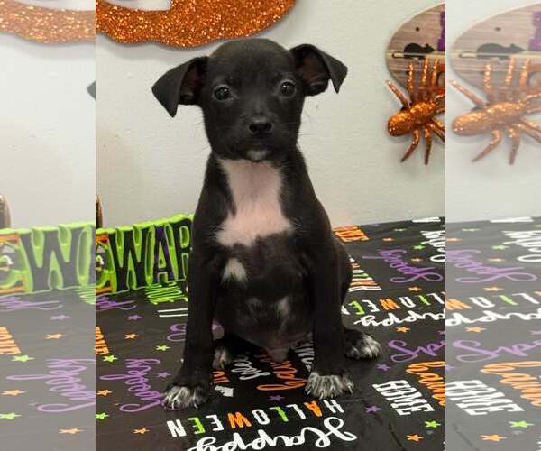 Medium Photo #1 Chiweenie Puppy For Sale in SHERBURNE, NY, USA