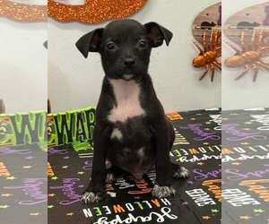 Chiweenie Dogs for adoption in SHERBURNE, NY, USA