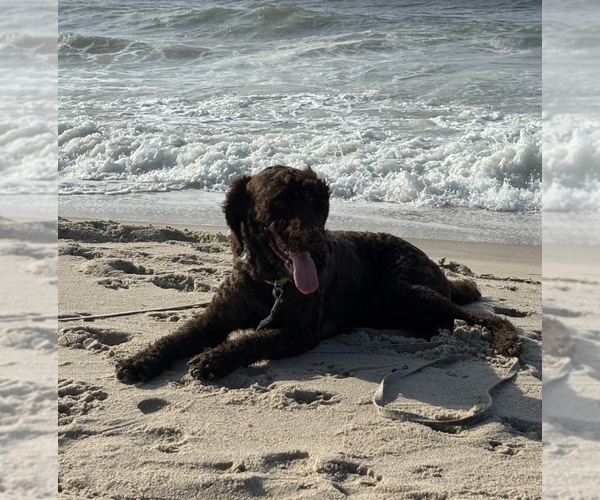 Medium Photo #5 Poodle (Standard)-Unknown Mix Puppy For Sale in Brooklyn, NY, USA