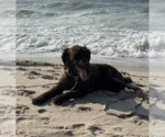 Small #4 Poodle (Standard) Mix