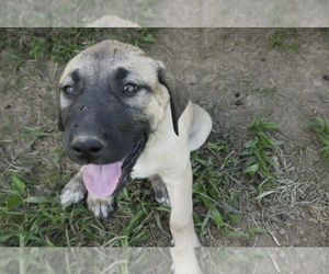 Anatolian Shepherd Puppy for Sale in THORN HILL, Tennessee USA