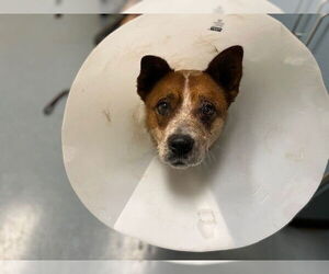 Mutt Dogs for adoption in Denver, CO, USA