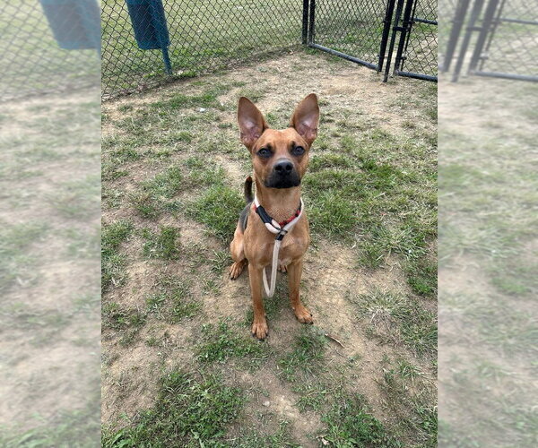 Medium Photo #4 Shepradors Puppy For Sale in Evansville, IN, USA