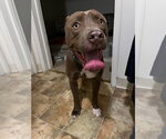 Small Photo #3 Mutt Puppy For Sale in Woodland Hills, CA, USA