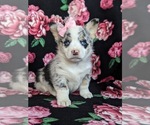 Small Photo #3 Pembroke Welsh Corgi Puppy For Sale in GLEN ROCK, PA, USA