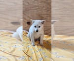 Small #3 Pomsky