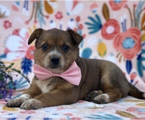 Medium Photo #1 Australian Cattle Dog Puppy For Sale in LANCASTER, PA, USA