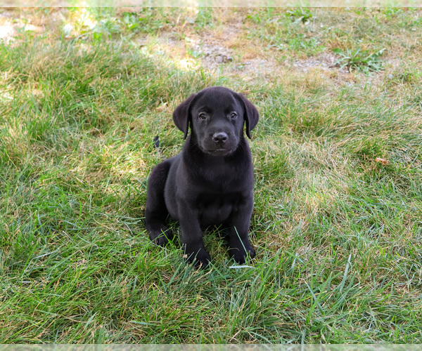 Medium Photo #3 Labrador Retriever Puppy For Sale in SYRACUSE, IN, USA
