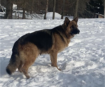 Small Photo #1 German Shepherd Dog Puppy For Sale in COLUMBUS, IN, USA
