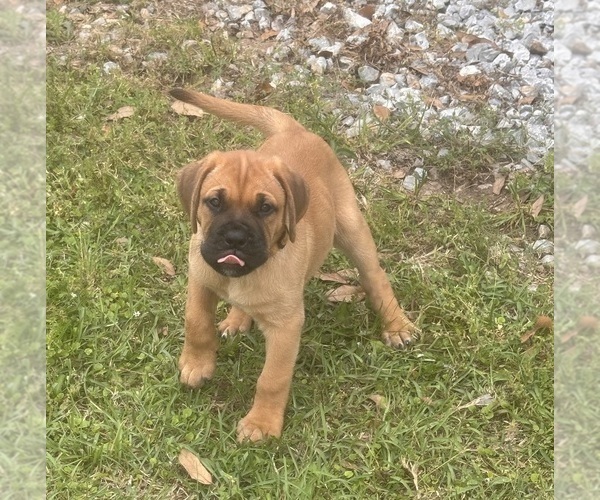 Medium Photo #10 Bullmastiff Puppy For Sale in JAY, FL, USA