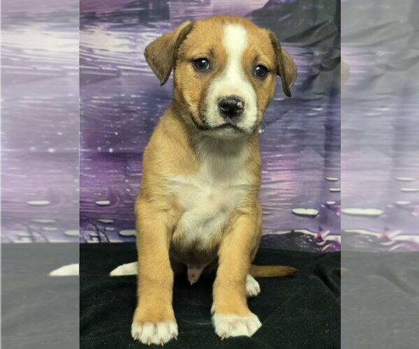 Medium Photo #10 German Shepherd Dog-Unknown Mix Puppy For Sale in Lakewood, CO, USA