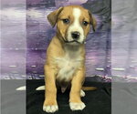 Small #9 German Shepherd Dog Mix