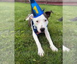 Small #6 American Pit Bull Terrier Mix
