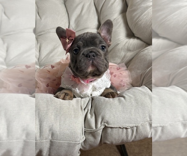 Medium Photo #4 French Bulldog Puppy For Sale in MC GRAW, NY, USA