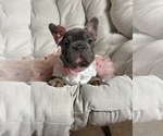 Small #3 French Bulldog